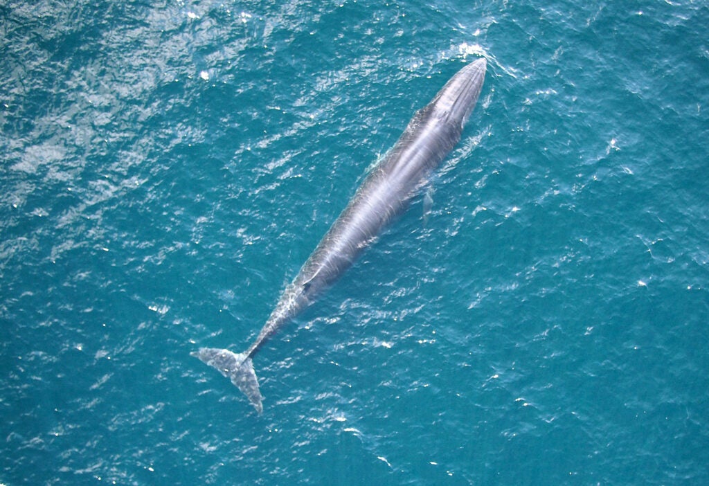 Rice’s whale photographed using an unmanned aircraft system.